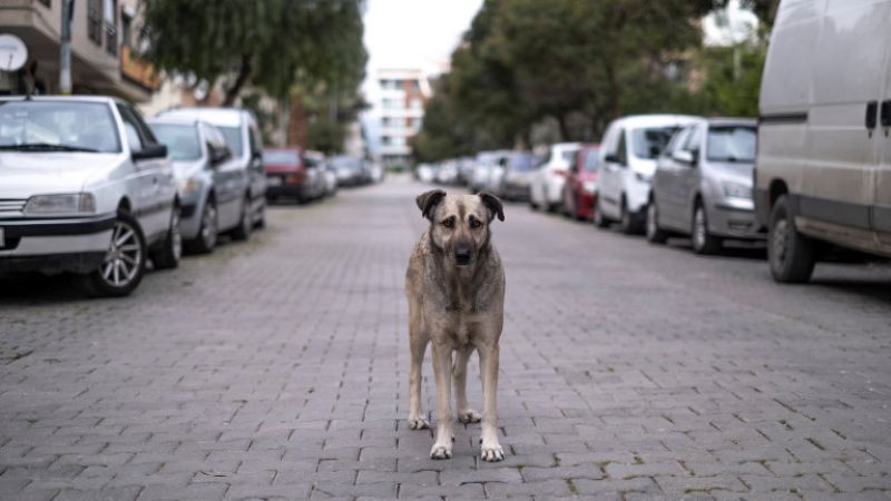 Жена е нахапана от три домашни кучета в свищовското село Александрово